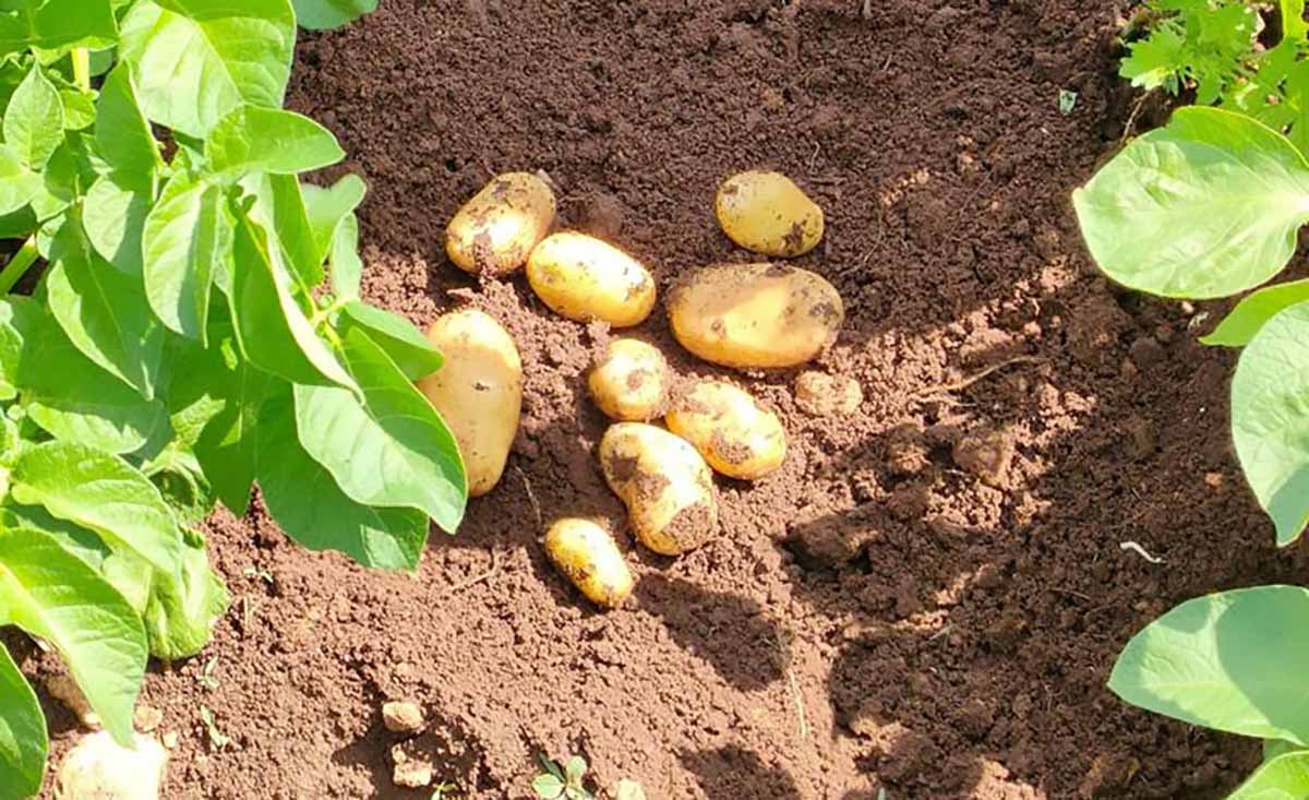 patate