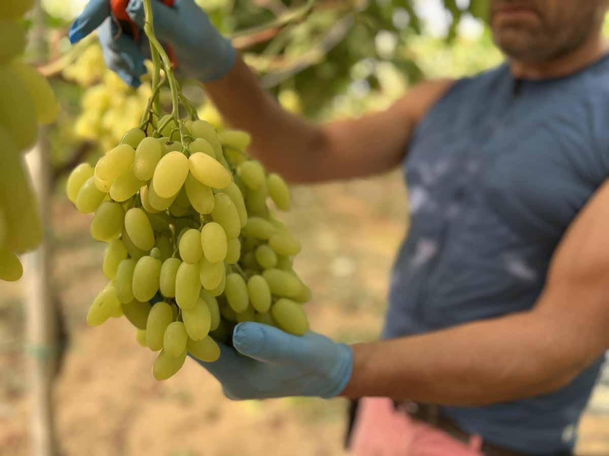 Op Agritalia raccolta uva