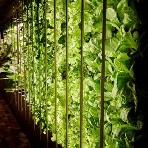 Tunnel Farm