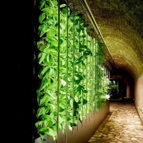 Tunnel Farm