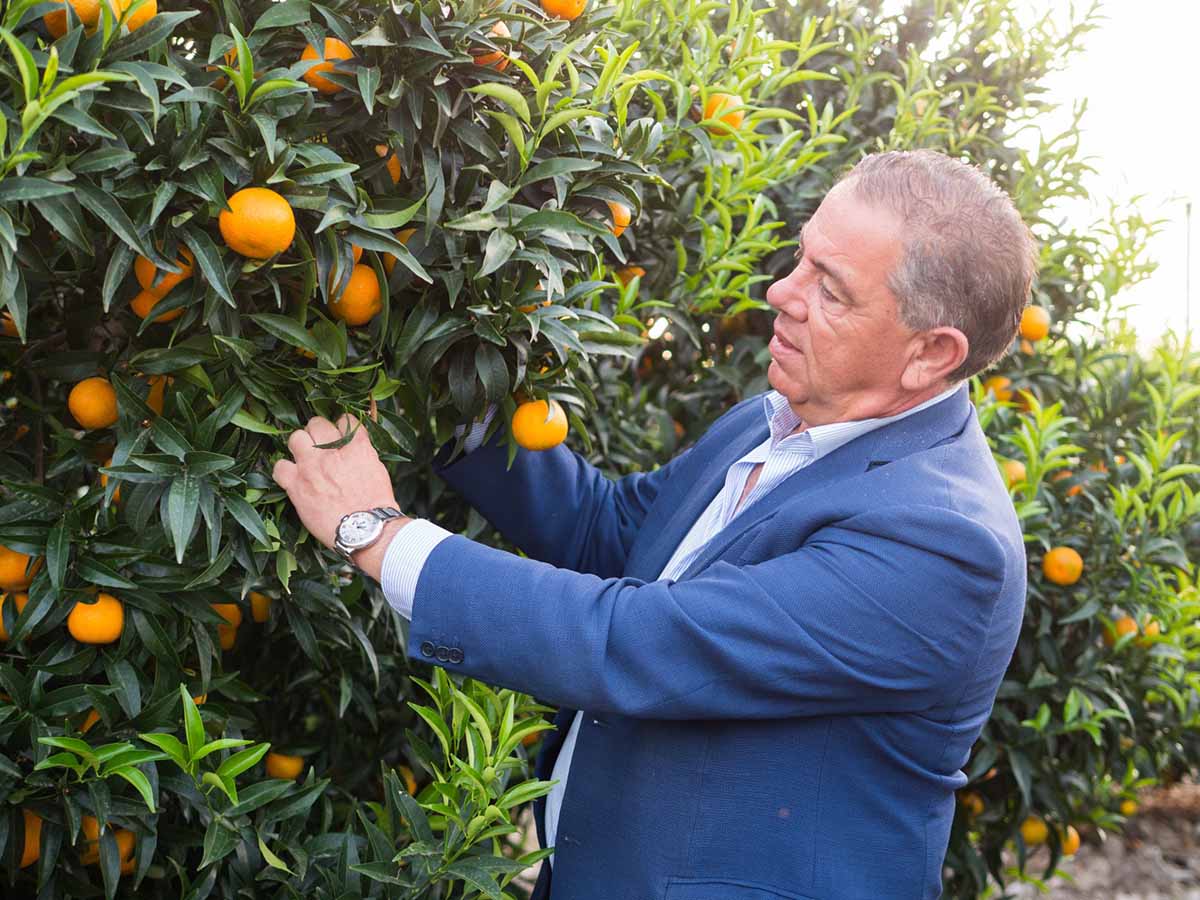 Natalino Gallo clementine