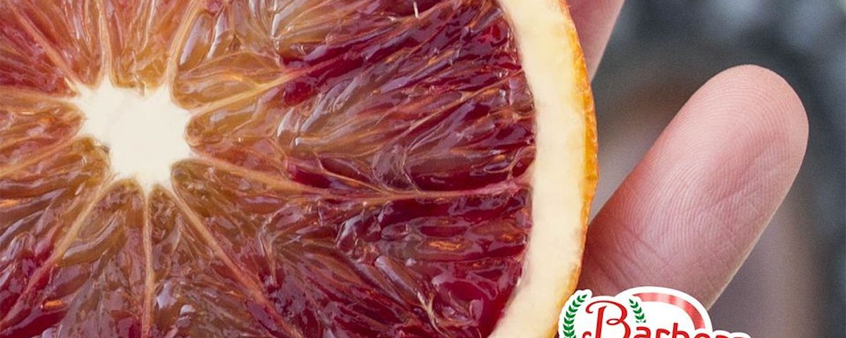 barbera