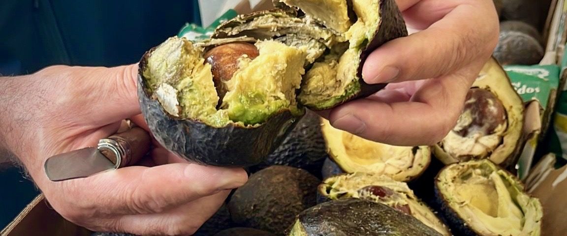 Avocado_Viento_Tropical-fornitore- truffa