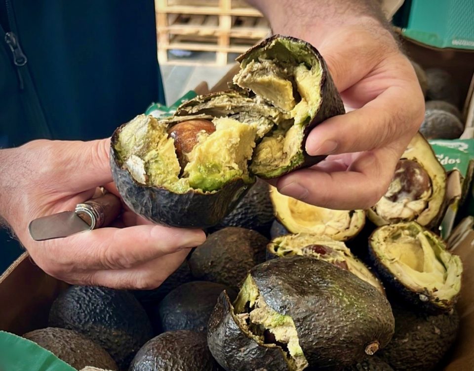 Avocado_Viento_Tropical-fornitore- truffa