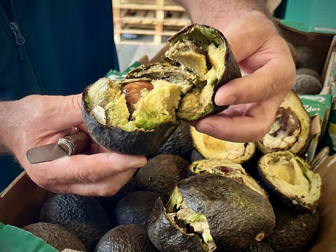 Avocado_Viento_Tropical-fornitore- truffa