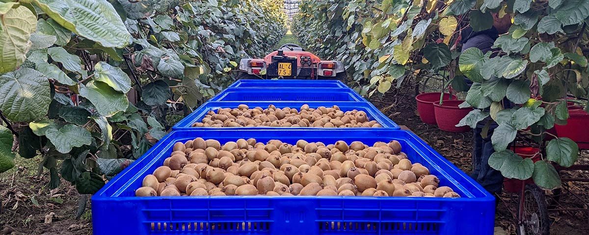 Kiwi_verde_Apofruit_Hayward_2024