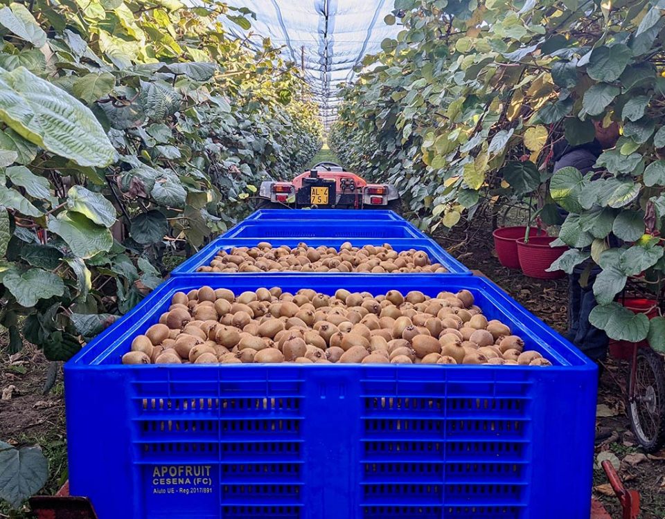 Kiwi_verde_Apofruit_Hayward_2024