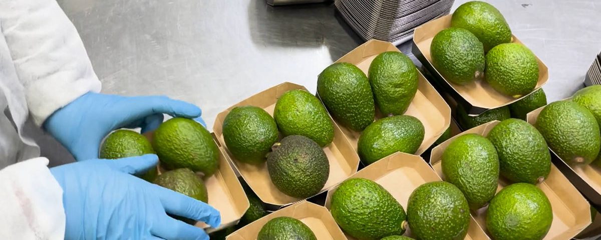Macfrut avocado mango