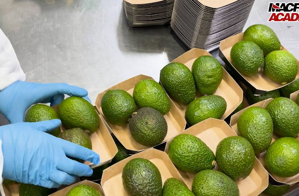 Macfrut avocado mango