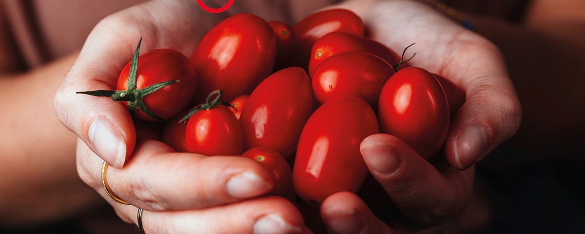 Signor-Datterino-pomodoro