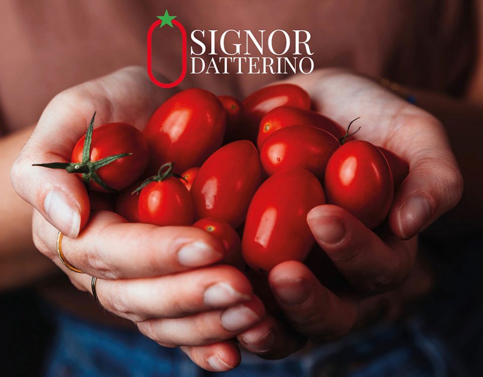 Signor-Datterino-pomodoro