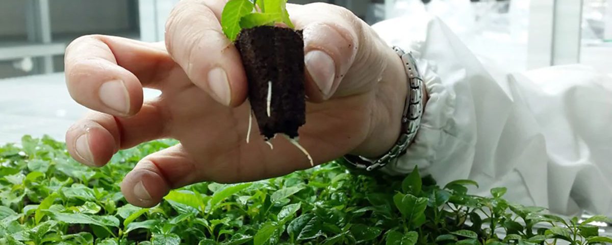 vivaismo Macfrut