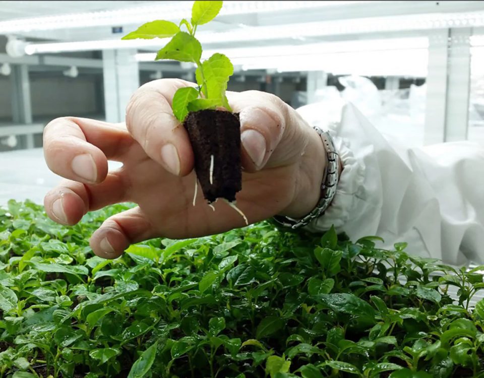 vivaismo Macfrut
