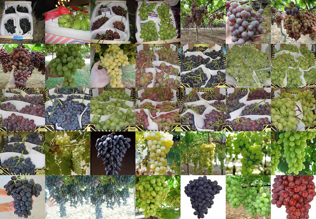 Macfrut Table Grape Symposium