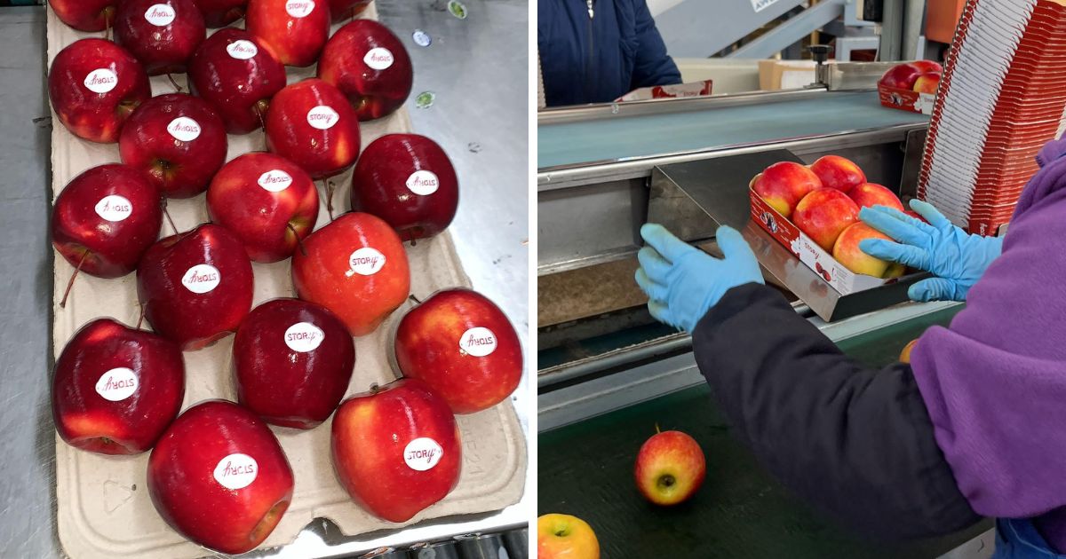 mela Story Bio Fruit Service