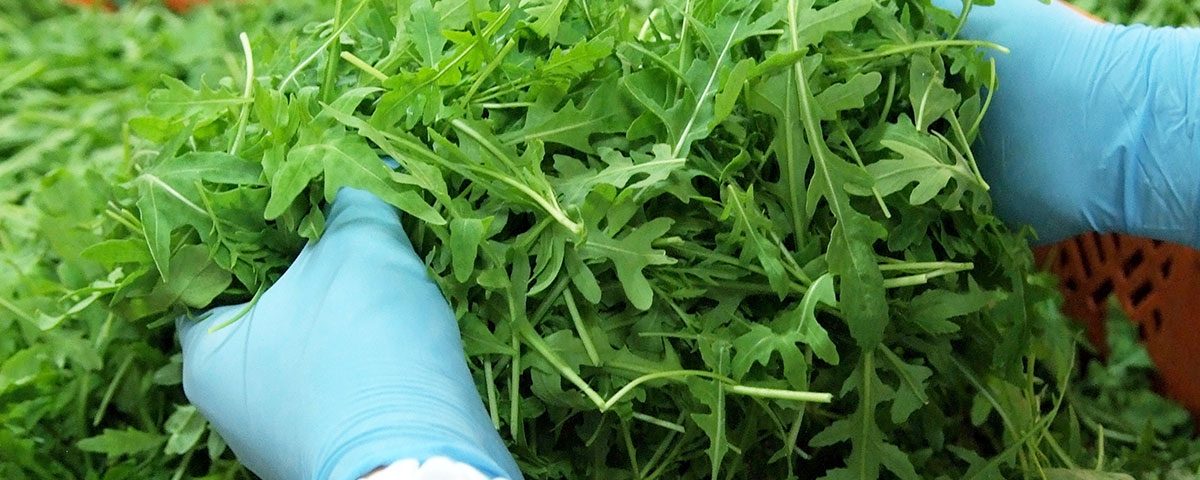 La-Linea-Verde_Ortomad-rucola-2024