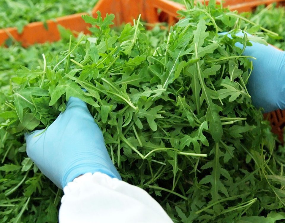 La-Linea-Verde_Ortomad-rucola-2024