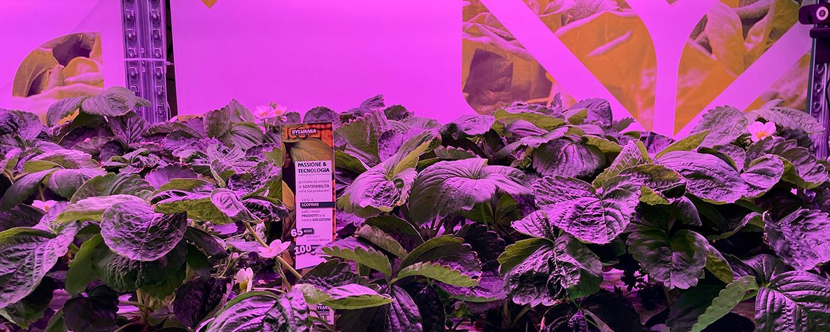NovelFarm fragole