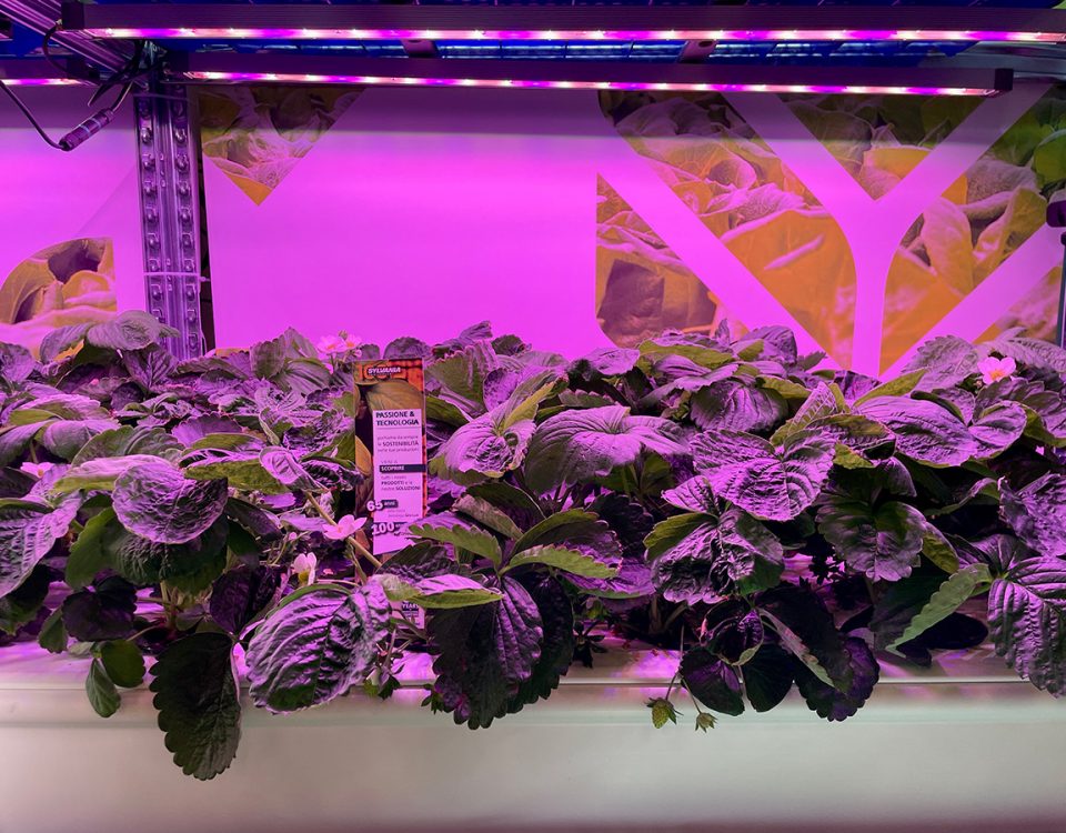 NovelFarm fragole