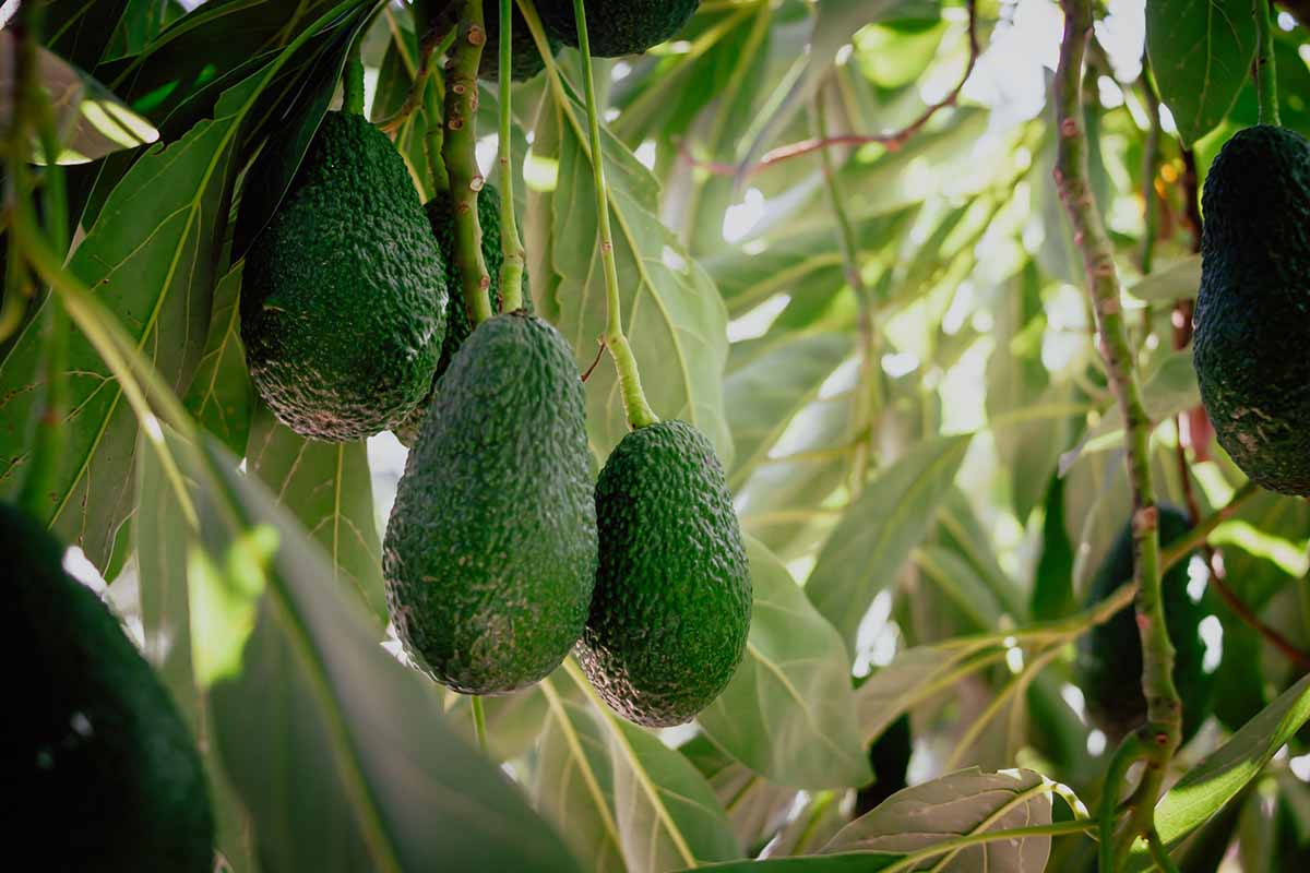 avocado Jingold