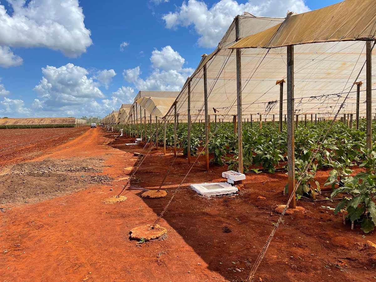 Macfrut Cuba