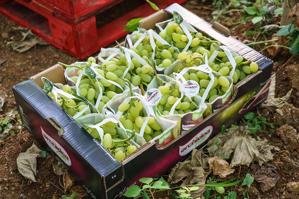 Orchidea Frutta