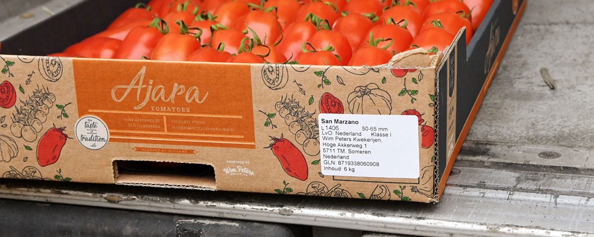 Coldiretti-Pomodoro-San-Marzano-olandese-09.04.24