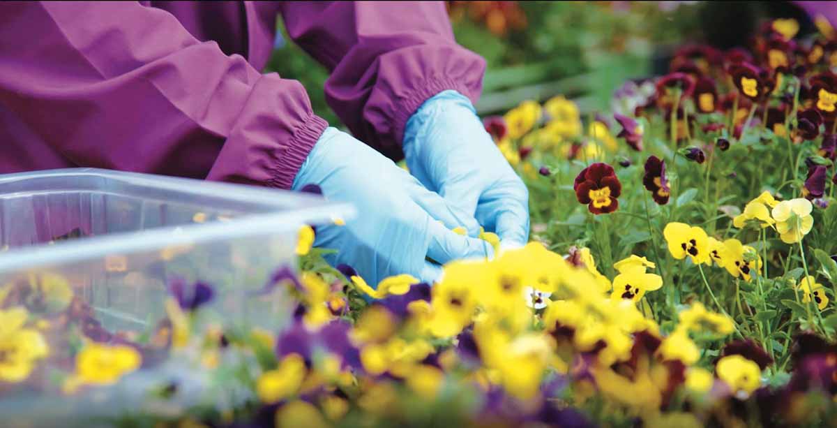 'Insalata dell'Orto fiori eduli L'Insalata dell'Orto fiori eduli