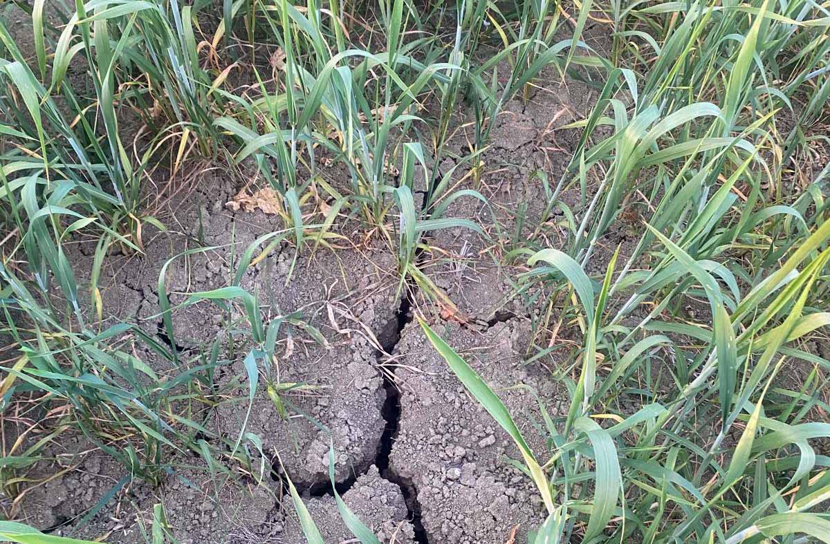 siccità grano Puglia
