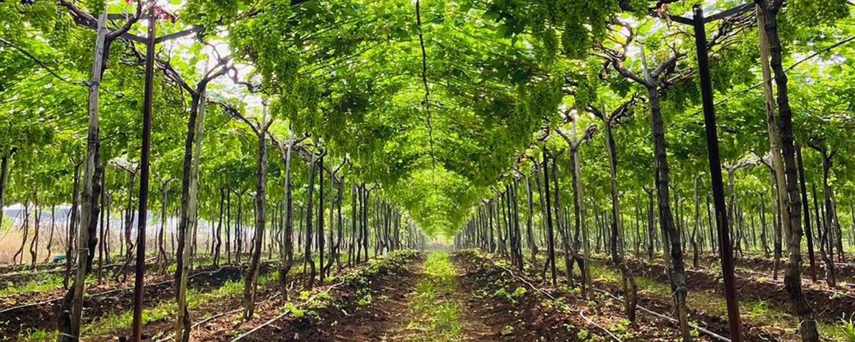 Macfrut-table-grape-symposium-2024-India