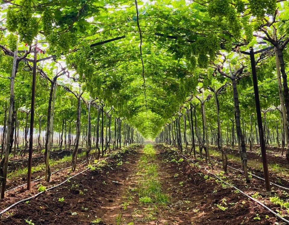 Macfrut-table-grape-symposium-2024-India