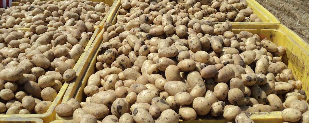Apofruit patata