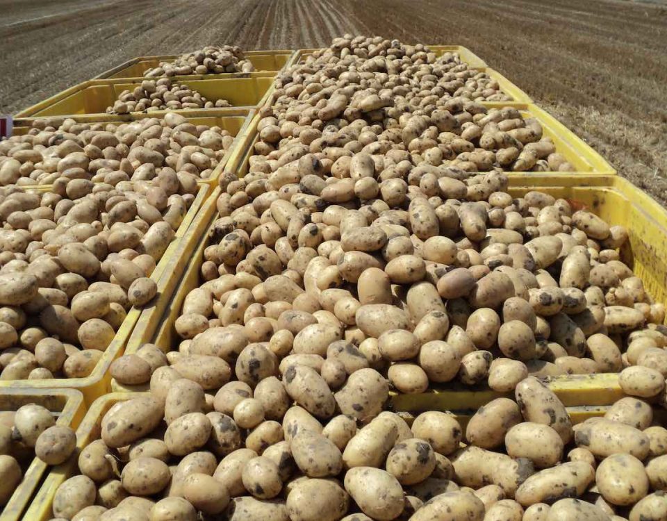 Apofruit patata