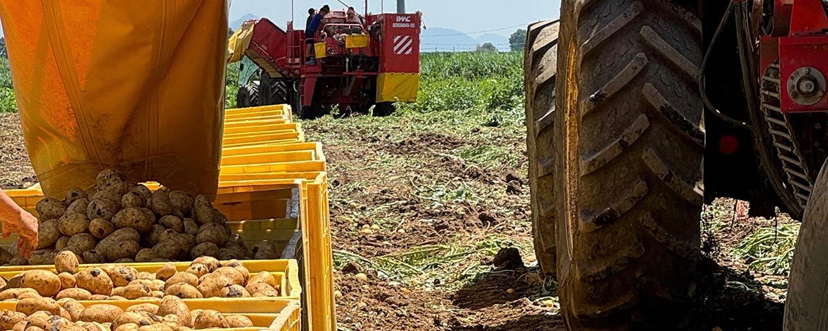 Consorzio-Cuore-Veneto-Pepi-Dora-2024-raccolta