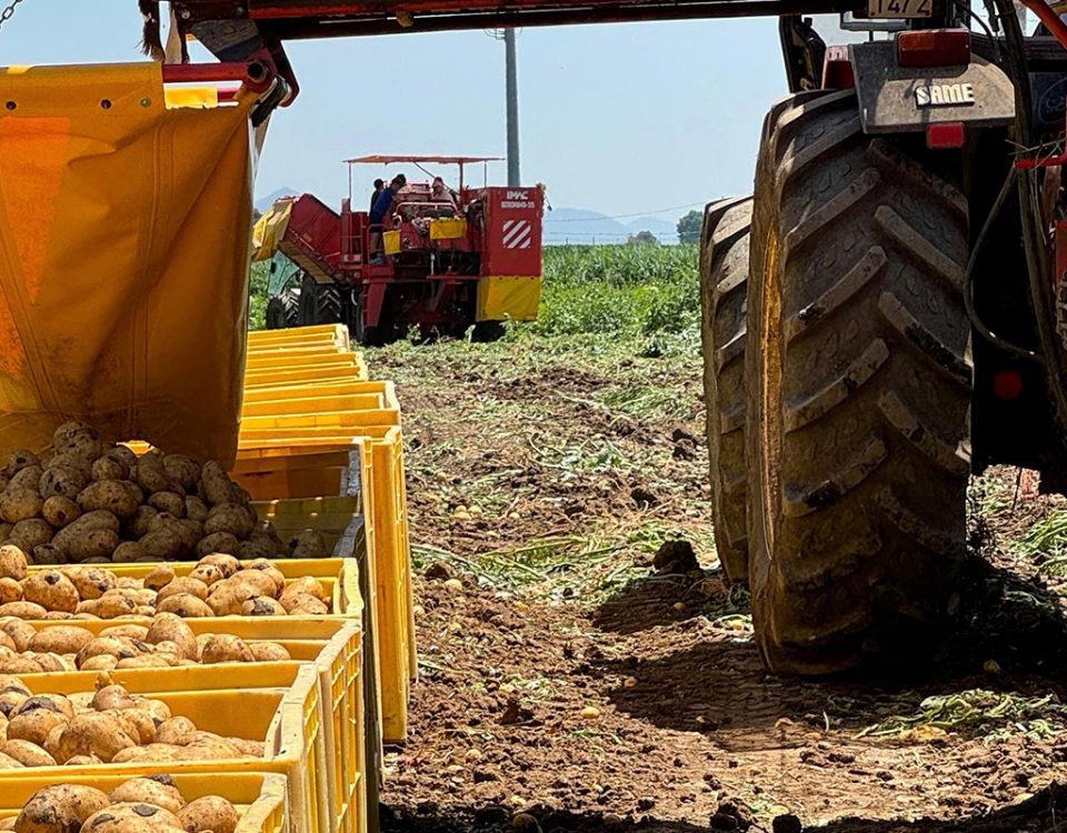 Consorzio-Cuore-Veneto-Pepi-Dora-2024-raccolta