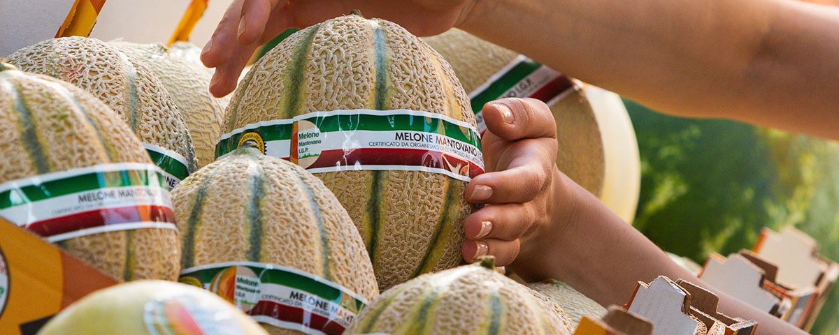Melone-Mantovano_Igp-2024