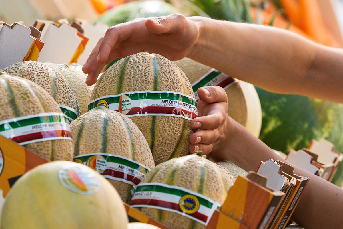 Melone-Mantovano_Igp-2024