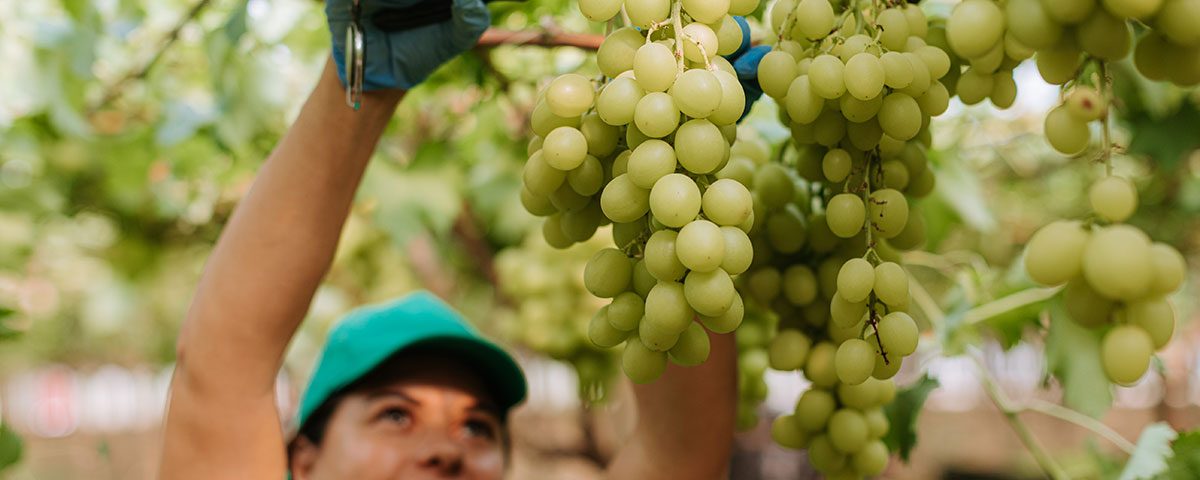 Peviani-uve-seedless-raccolta