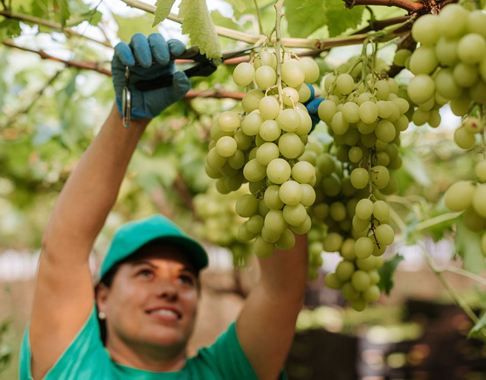Peviani-uve-seedless-raccolta