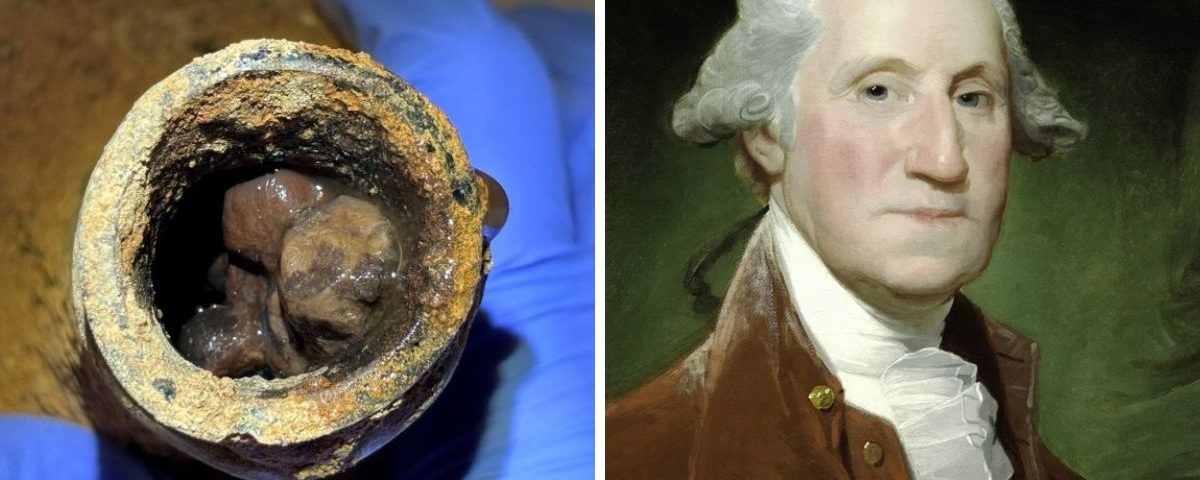 Ciliegie George Washington