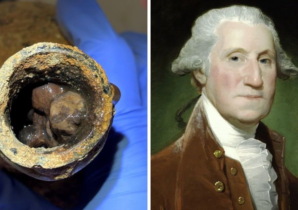 Ciliegie George Washington