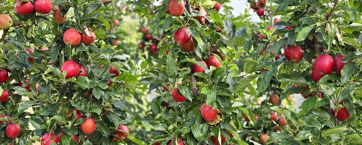 Raccolta mele, obiettivo sicurezza