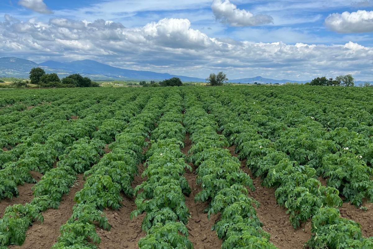 Patate Ruggiero dell’Alto Viterbese Igp