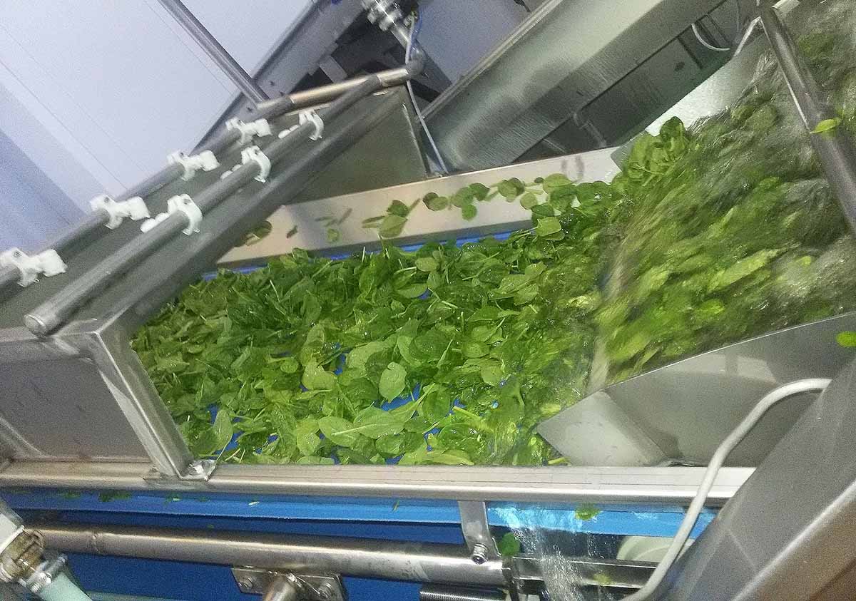 insalate ozono lavaggio