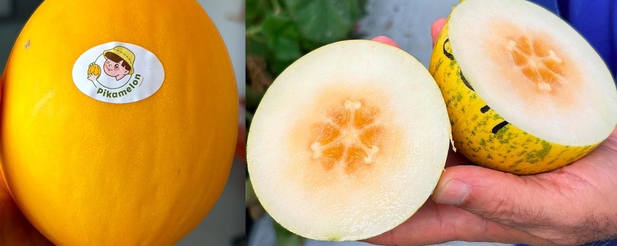 Cherry Melon