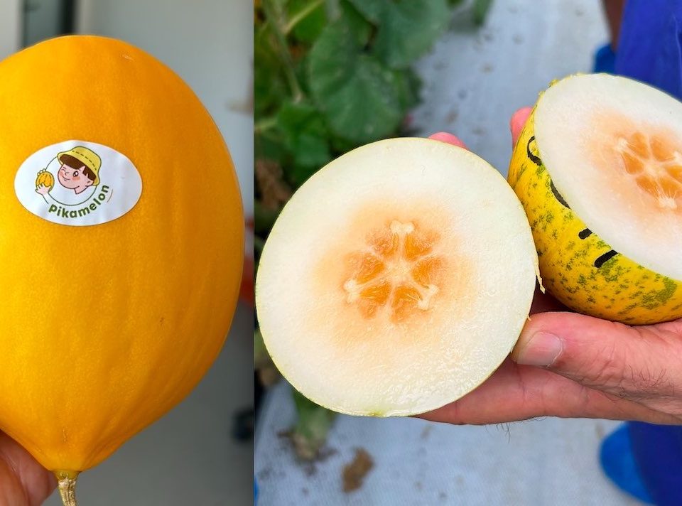Cherry Melon
