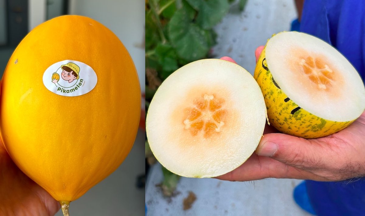 Cherry Melon