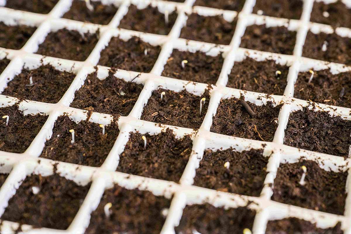 Agricola Moderna