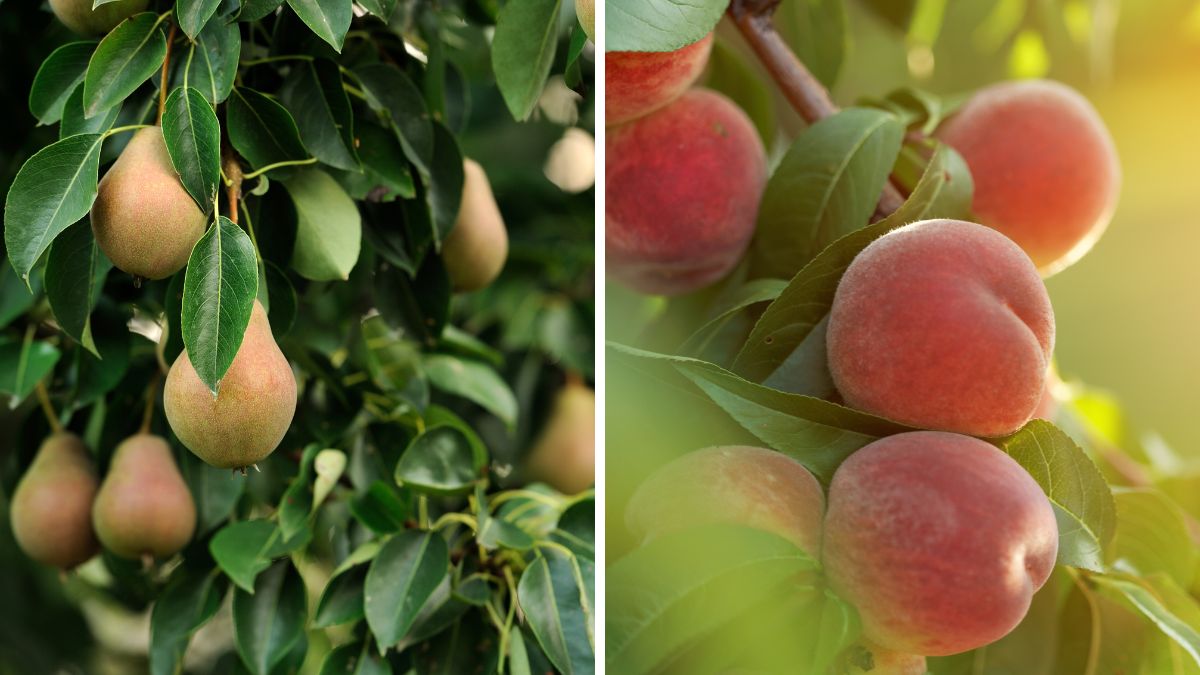 Fruit Valley