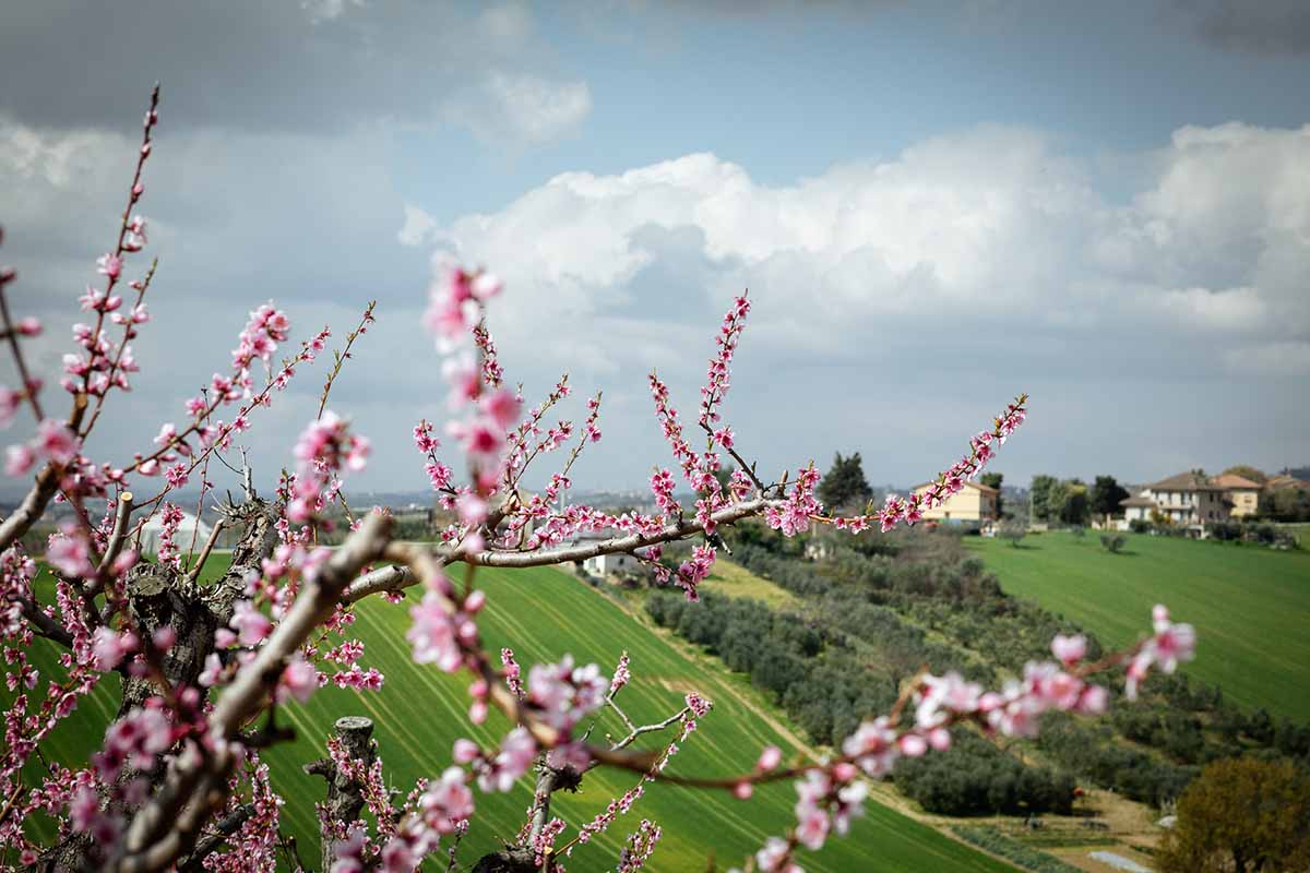 fioritura della pesca Saturnia